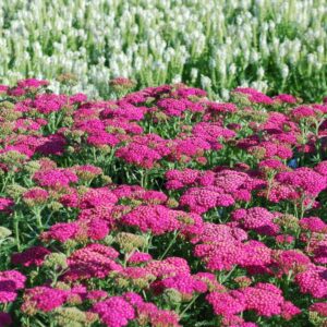 Achillea mil. NEW VINTAGE™ 'Balvinolet' VIOLET Yarrow, 1 gal