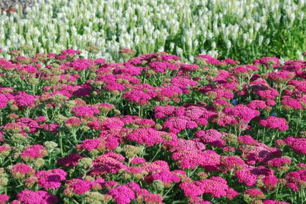 Achillea mil. NEW VINTAGE™ 'Balvinolet' VIOLET Yarrow, 1 gal