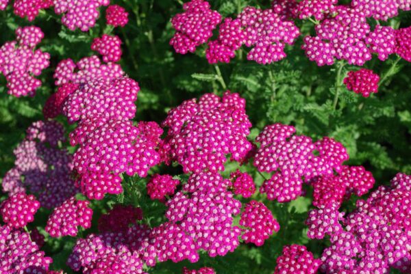 Achillea mil. NEW VINTAGE™ 'Balvinolet' VIOLET Yarrow, 1 gal - Image 2