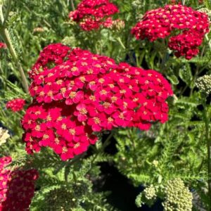 Achillea mil. 'Paprika' Yarrow (red), 1 gal