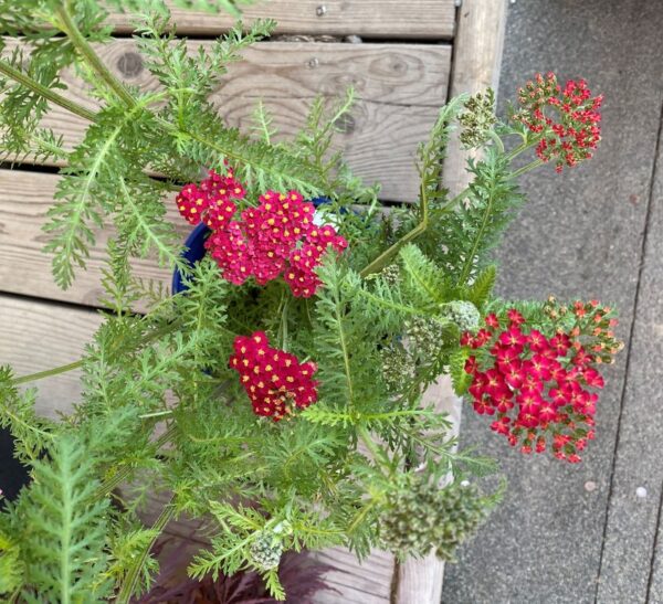 Achillea mil. 'Paprika', 3.5" - Image 2
