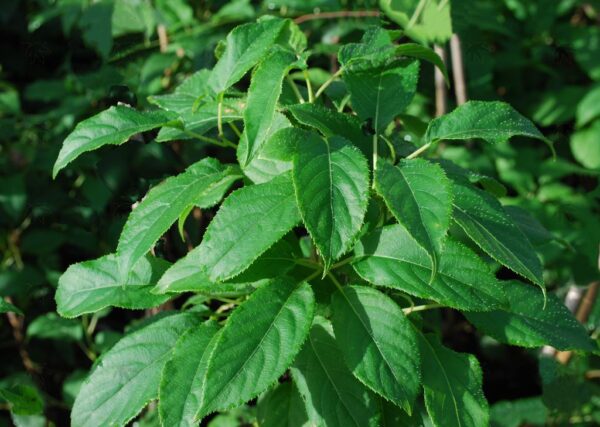 Actinidia arguta 'Issai', 2 gal - Image 2