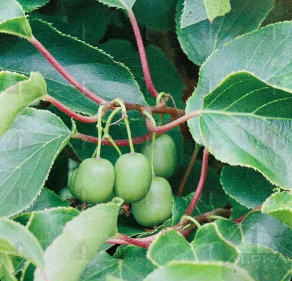 Actinidia arguta 'Issai', 2 gal - Image 3