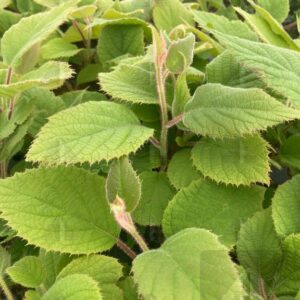 Actinidia KIWI del. 'Jenny' Self Fertile, 2 gal