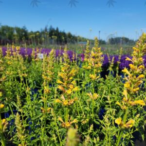 Agastache 'Kudos Yellow' PP26563, 1 gal