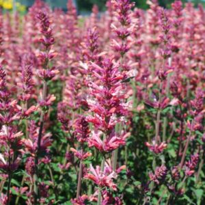 Agastache 'Pink Pearl' PPAF, 1 gal