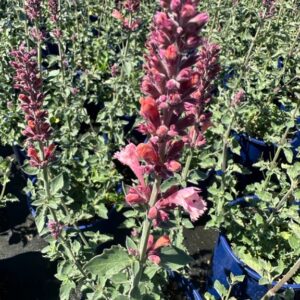 Agastache 'Kudos Ambrosia' PP25614, 1 gal