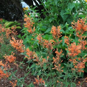 Agastache bar. 'Kudos Mandarin', 1 gal