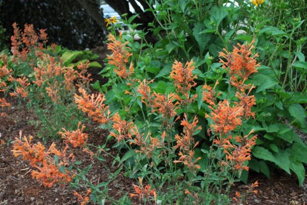 Agastache 'Kudos Mandarin' Hyssop, 1 gal