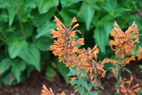 Agastache 'Kudos Mandarin' Hyssop, 1 gal - Image 2