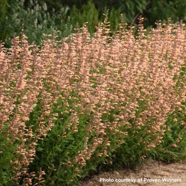 Agastache MEANT TO BEE™ 'Queen Nectarine', 1 gal - Image 2