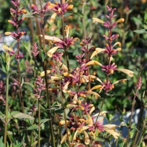 Agastache MEANT TO BEE™ 'Queen Nectarine', 1 gal