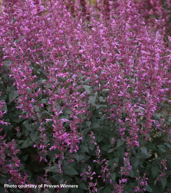 Agastache MEANT TO BEE™ 'Royal Raspberry' Hyssop (purple/pink), 1 gal - Image 3
