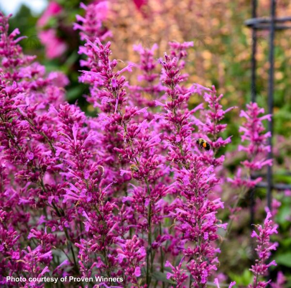Agastache MEANT TO BEE™ 'Royal Raspberry' Hyssop (purple/pink), 1 gal - Image 2