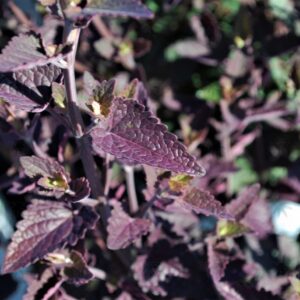 Agastache MEANT TO BEE™ 'Royal Raspberry' Hyssop (purple/pink), 1 gal