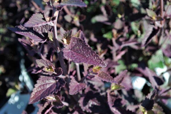 Agastache MEANT TO BEE™ 'Royal Raspberry' Hyssop (purple/pink), 1 gal