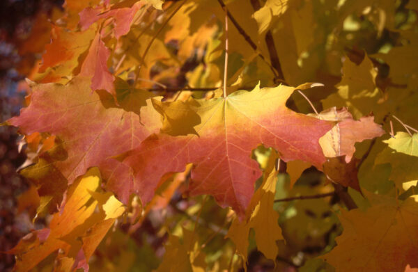 Acer sac. 'Barrett Cole' Apollo Sugar Maple, 15 gal 1.25" - Image 3