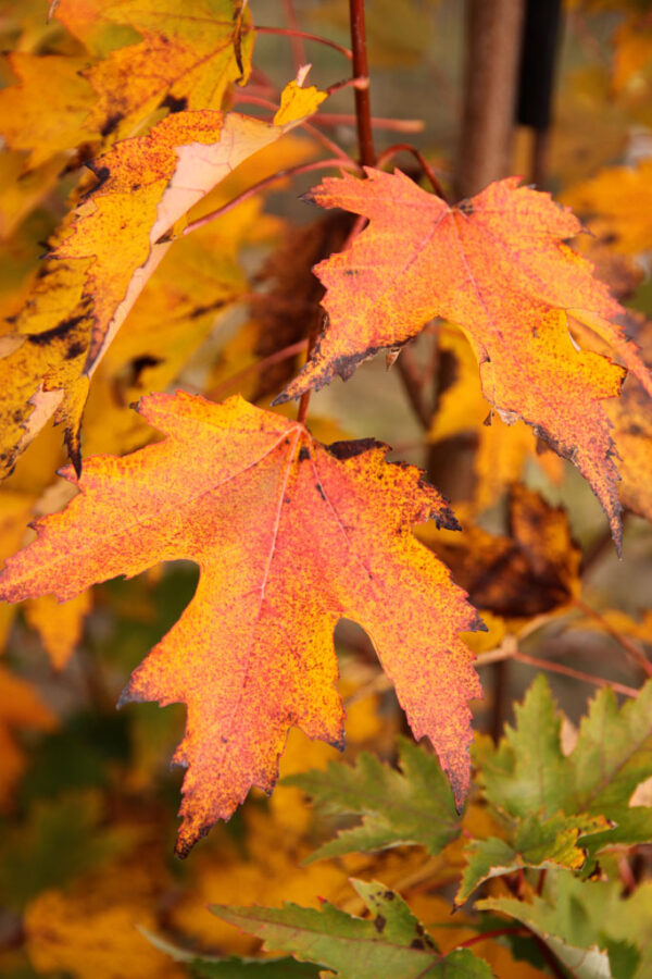Acer rub. 'Armstrong Gold' Maple, 2" - Image 3