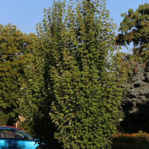 Acer rub. 'Armstrong Gold' Maple, 2.5"
