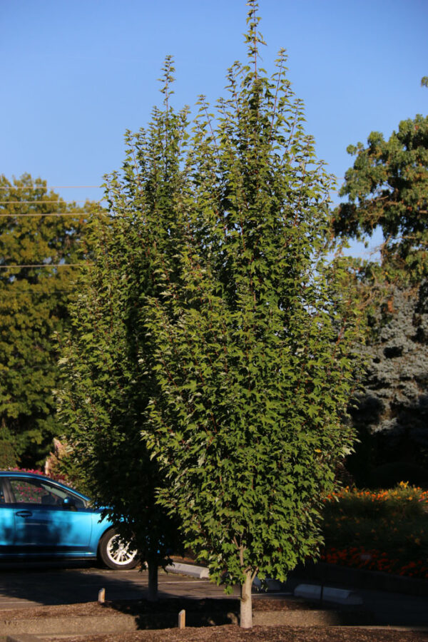 Acer rub. 'Armstrong Gold' Maple, 2"