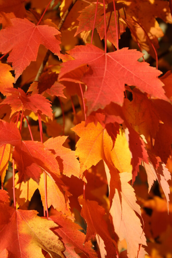 Acer rub. 'Armstrong' Red Maple, 25 gal 1.75" - Image 3