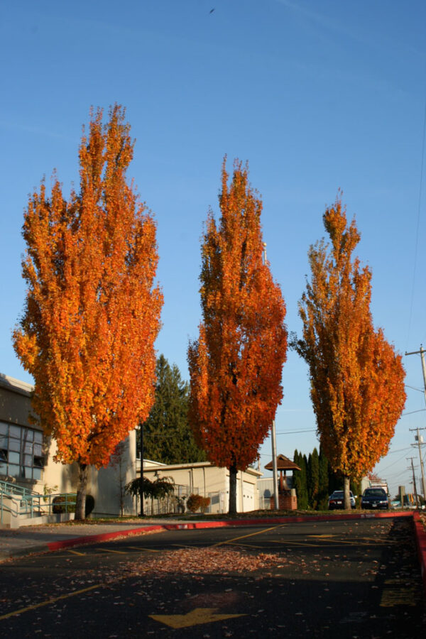 Acer rub. 'Armstrong' Red Maple, 25 gal 1.75" - Image 2
