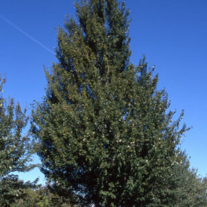 Acer rub. 'Armstrong' Red Maple, 20 gal 1.5"