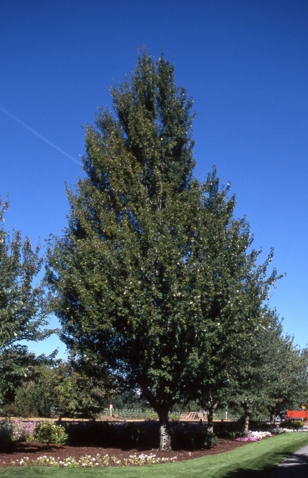 Acer rub. 'Armstrong' Red Maple, 25 gal 1.75"