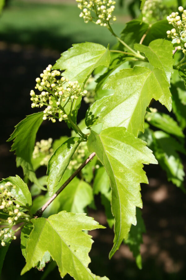 Acer tat. gin. 'Flame' Maple, 15 gal 5' - Image 3