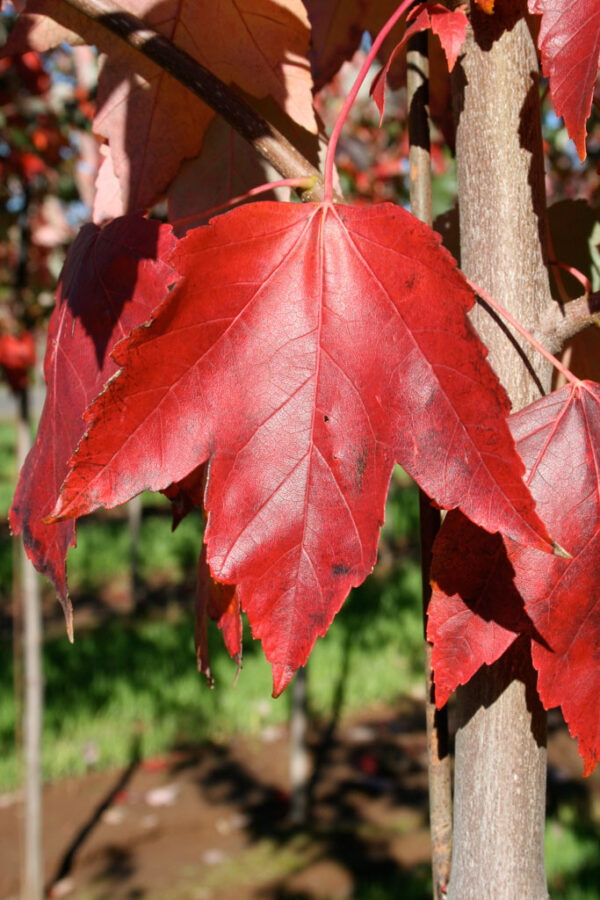 Acer rub. Red Sunset Red Maple, 25 gal 1.75" - Image 3