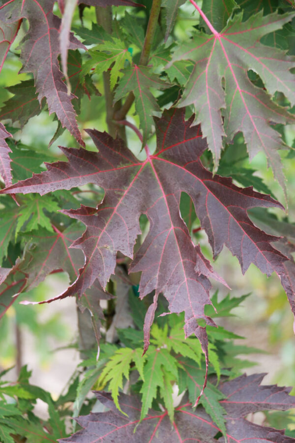Acer sac. Symatree® Sugar Maple, 15 gal 1.25" - Image 2