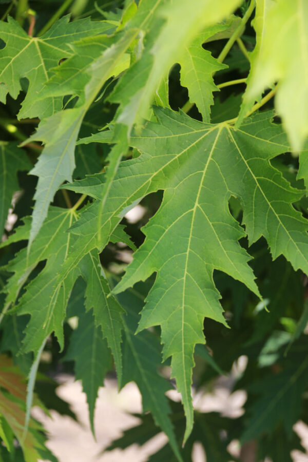 Acer sac. Symatree® Sugar Maple, 15 gal 1.25" - Image 3
