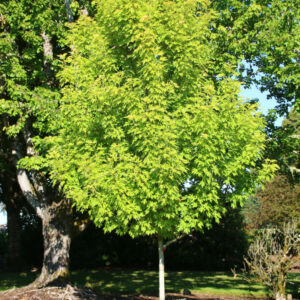 Acer sac. Symatree® Sugar Maple, 15 gal 1.25"