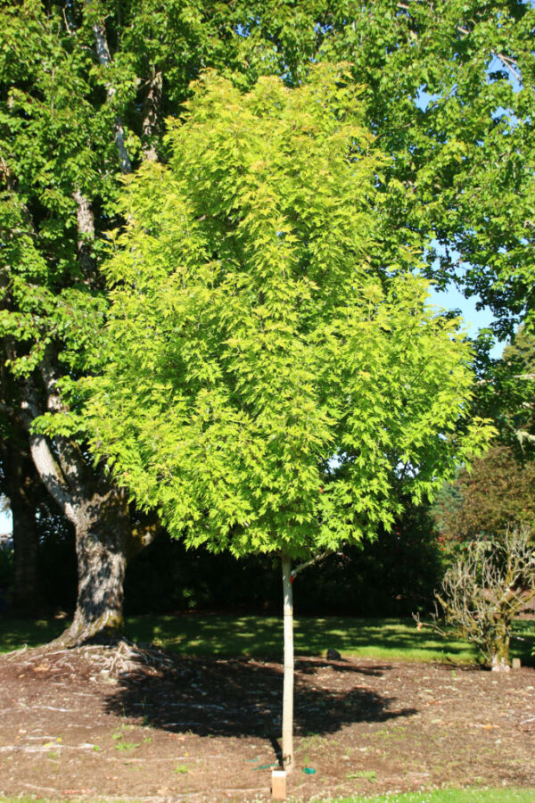 Acer sac. Symatree® Sugar Maple, 15 gal 1.25"