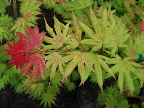 Acer shi. 'Autumn Moon' Full-moon Maple, B&B 5-6' - Image 3