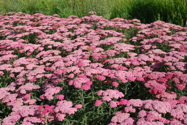 Achillea mil. TUTTI FRUTTI 'Apricot Delight' Yarrow, 1 gal - Image 2